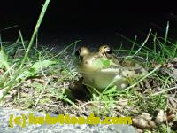 /home//u458753944/public_html/sourcegallery//Frogs/More bullfrogs/P7170994.JPG
